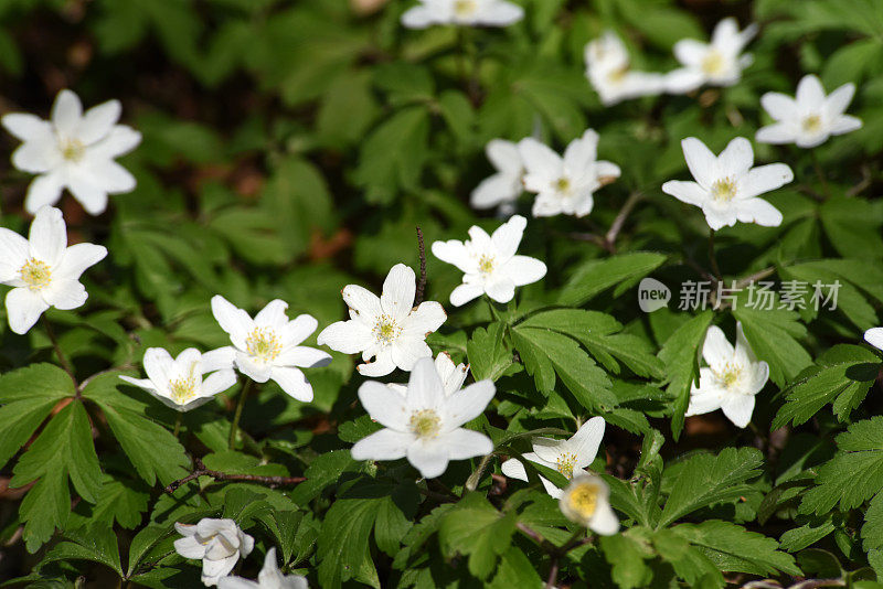 木海葵(Anemone nemorosa)
